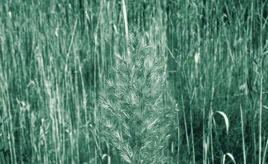 Tall stand of common reed, Phragmites australis, with a seed head in front